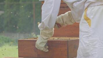 Beekeeper opening beehive and using bee smoker video