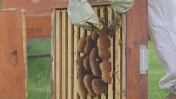 Beekeeper removing honeycomb frame from beehive video