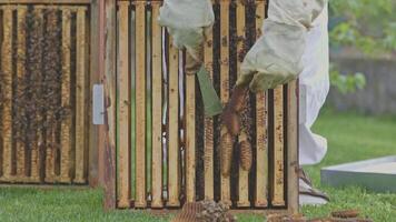 Beekeeper removing honeycomb from beehive frame with knife video