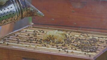 Beekeeper removing honeycomb from beehive after smoking bees video