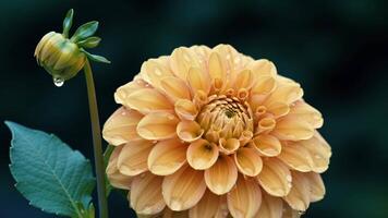 Peach Dahlia Bloom Splendor Close-Up of a Vibrant Flower with Water Droplets video