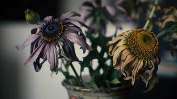 Faded Floral Arrangement A Study in Color and Texture in Indoor Still Life video