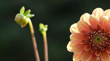 Elegant dahlia bloom and budding stems against a soft dark green backdrop video