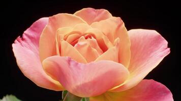 Close-Up Of A Peach And Pink Rose Bloom Against Black Background, Elegant video