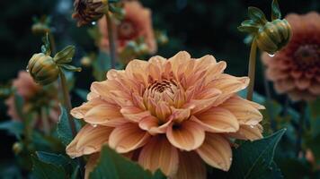 A mesmerizing close up of a dahlia flower in soft sunlight with dew drops video