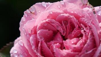 a pink rose with water droplets on it video
