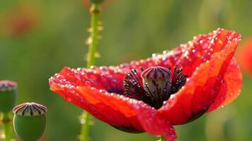 Crimson Poppy's Dew-Kissed Radiance A Floral Symphony of Color and Texture video