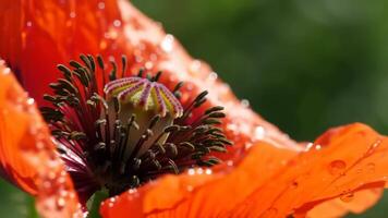 Vibrant Macro Shot of a Scarlet Poppy with Dew Drops in Gentle Sunlight video