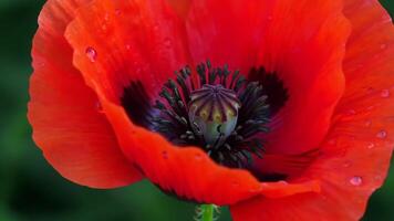 Macro View of a Vibrant Red Poppy with Dew Drops Sparkling on its Petals video