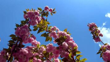 Blooming sakura branches swaying gently in the breeze against a clear blue sky video