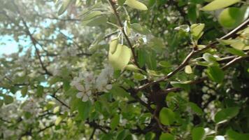 Pear blossoms in spring. Spring nature background. video