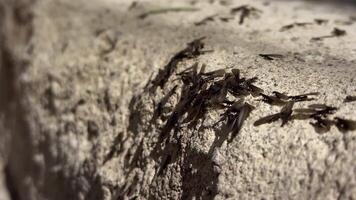 Animal Insect Winged Ant on Stone 04 video