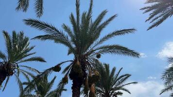 palm trees swaying in the wind, blue sky video