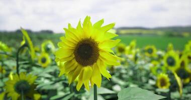CGI of golden bloom sunflower video