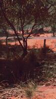 Surreal CGI red sand bush with trees video