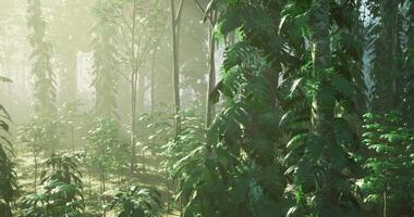 Realistic CGI Serene forest landscape with lush greenery and sunlight filtering through trees video