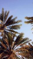 CGI Palm trees at sunset light and sky video