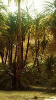 CGI palm trees inside the dunes video