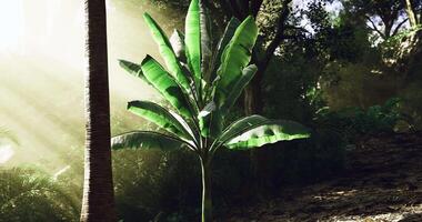 Realistic CGI Light in the Woods video