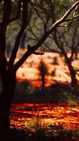 Realistic CGI red sand bush with trees video