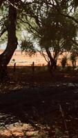 Realistic CGI outback road with dry grass and trees video