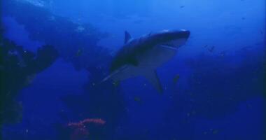 CGI of a shark in the ocean video