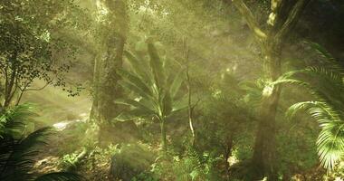 Surreal CGI sunlight filtering through the dense canopy of a lush forest video