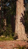 CGI Sequoia redwood trees in the sequoia national park forest video
