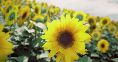 CGI of Bright and Blooming Sunflower video