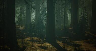 CGI Mysterious forest illuminated by soft light during early morning hours video