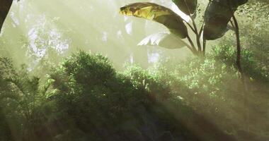 Realistic CGI sunlight filtering through the dense canopy of a lush forest video