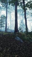 CGI Panoramic view of the majestic evergreen forest in a morning fog video