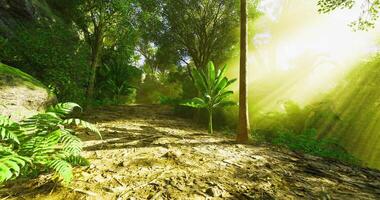 Realistic CGI Peaceful Forest Light video