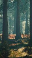 CGI Pine forest with the last of the sun shining through the trees video