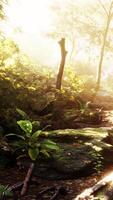CGI Rays of the sun through palm leaves video