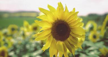 Beautiful CGI Sunflower Serenity video