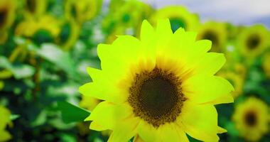 Mesmerizing CGI Sunflower Serenity video
