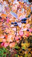 Vertical of yellow Autumn tree with black berries. serene atmosphere of autumn park. Nice season view. video