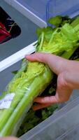 Hands place celery into a refrigerator drawer, ensuring freshness. Bright lighting highlights the organized kitchen environment video