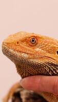 A bearded dragon is calmly petted in a soft-lit environment, highlighting its textured scales and serene demeanor video