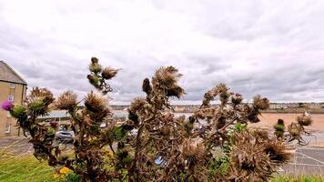 Dry thistle moving in the wind, coastal backdrop video