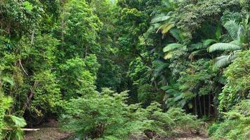 Drone footage captures the dense, vibrant greenery of the Daintree Rainforest canopy in Port Douglas, Australia, under natural daylight video