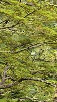 Lush green branches sway gently in a tranquil forest setting, capturing the essence of New Zealand's natural beauty video