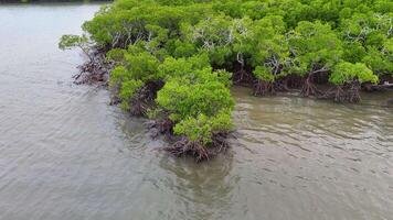 Drone footage captures lush mangroves and tidal waters in Port Douglas, Australia, showcasing vibrant greenery and serene coastal environment video