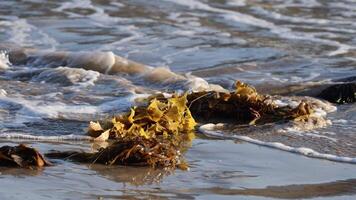 Kelp and seaweed float and sway in gentle ocean waves on a sunlit beach, creating a serene coastal scene video