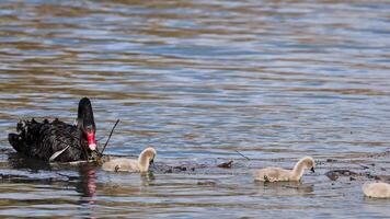 A black swan guides its cygnets across a serene lake in Glenorchy, New Zealand. Natural lighting enhances the tranquil scene video