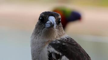A juvenile butcher bird is startled by colorful birds in a serene outdoor setting video
