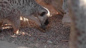 Meerkat digging in gravel at Australia Zoo video