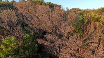 Aerial view of coastal tea tree vegetation video
