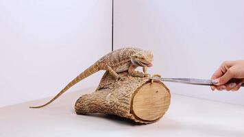 A bearded dragon interacts with food on a log in a well-lit studio environment, showcasing natural behavior video